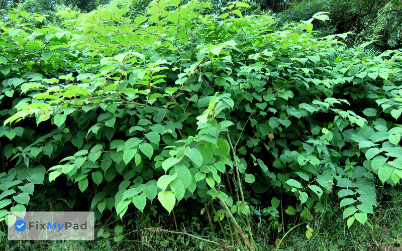 how much does it cost to remove japanese knotweed