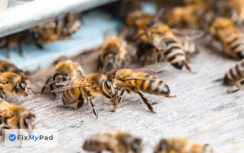 How Much Does It Cost To Get Rid Of Bees