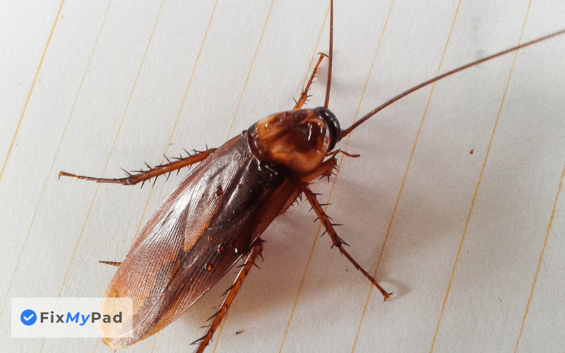 How Much Does It Cost To Get Rid Of Cockroaches