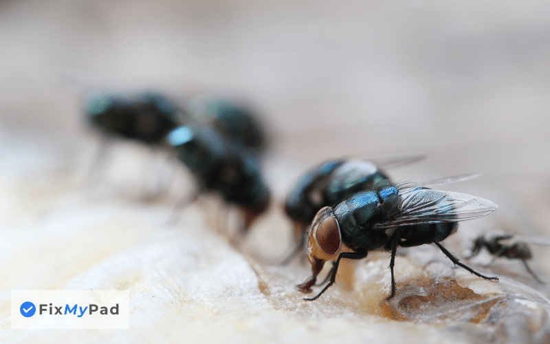 How Much Does It Cost To Get Rid Of Flies