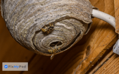 How Much Does It Cost To Get Rid Of Wasps