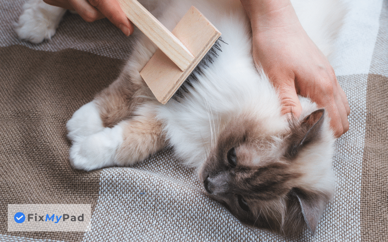 how much does it cost to groom a cat